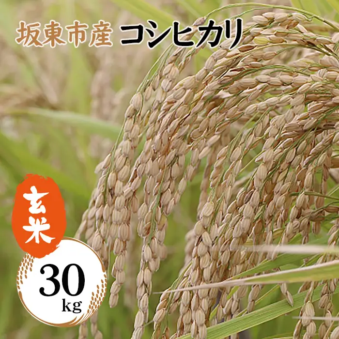 令和6年産　玄米　コシヒカリ30kg【坂東市産】 No.756