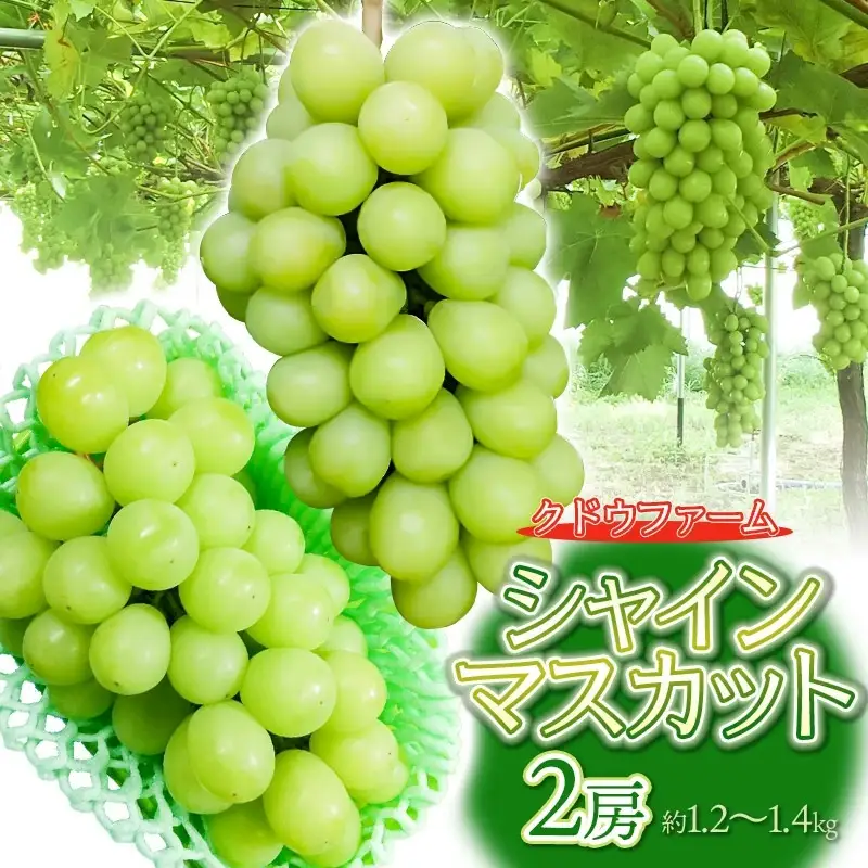 【令和8年産先行予約】シャインマスカット 2房（約1.2～1.4kg）　山形県鶴岡市　クドウファーム　| ブドウ 葡萄 ぶどう しゃいんますかっと マスカット 果物 くだもの フルーツ 旬 期間限定 産地直送 おいしい おすすめ 人気 お取り寄せ 返礼品