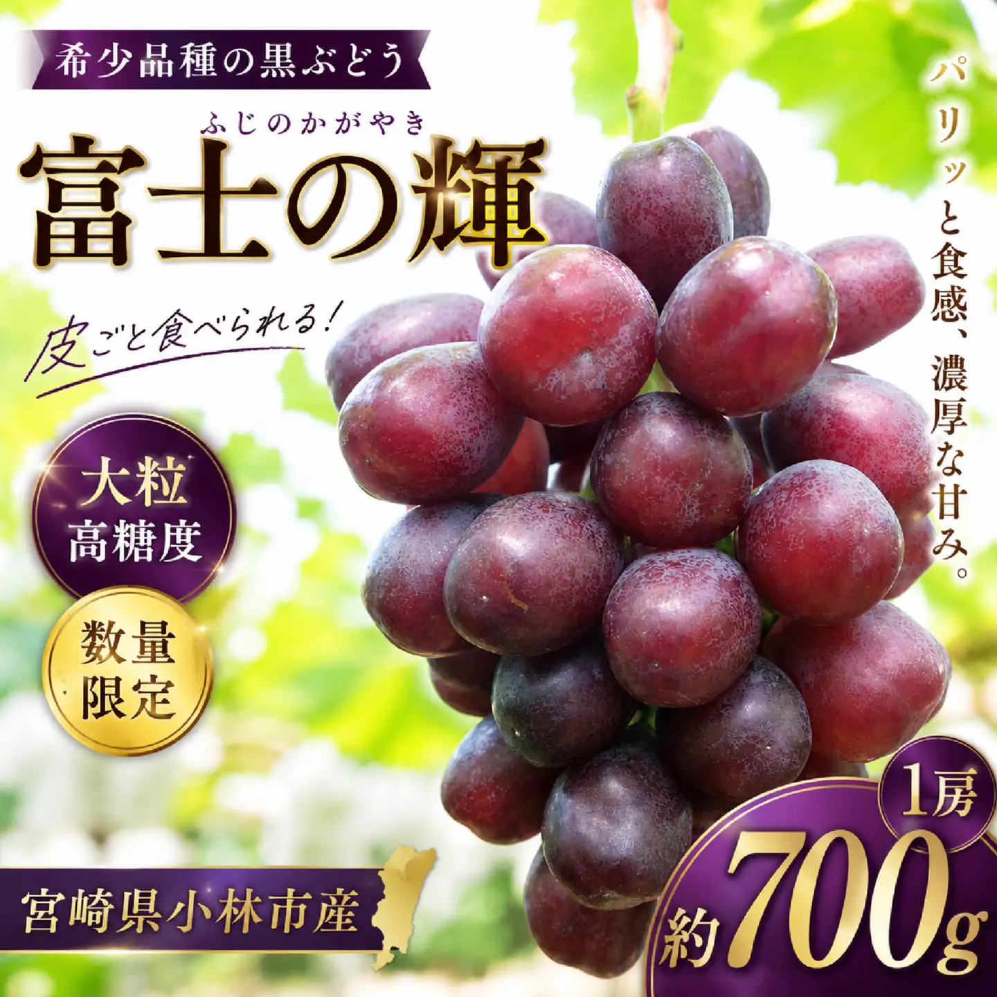 【希少品種】	富士の輝 1房（約700g）（ブラックシャインマスカット シャインマスカット ぶどう 旬 人気 期間限定 限定 果物 くだもの フルーツ プレゼント）