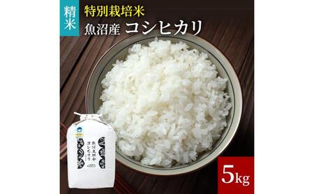 【令和8年産　新米先行受付】米農家自慢の 特別栽培米 魚沼産 コシヒカリ（精米）5kg×1袋 白米 お米 こめ コメ 魚沼産コシヒカリ こしひかり 魚沼