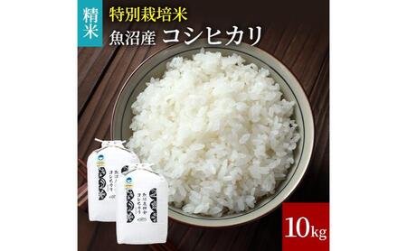 【令和8年産　新米先行受付】米農家自慢の特別栽培米魚沼産コシヒカリ(精米)10kg 白米 お米 こめ コメ 魚沼産コシヒカリ こしひかり 魚沼
