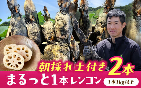 【9月より順次発送】 れんこん 2kg 蓮根 レンコン / レンコン兄弟[AECL001]