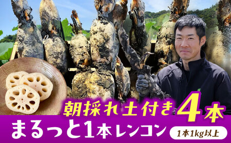 【9月より順次発送】 れんこん 4kg 蓮根 レンコン / レンコン兄弟[AECL003]
