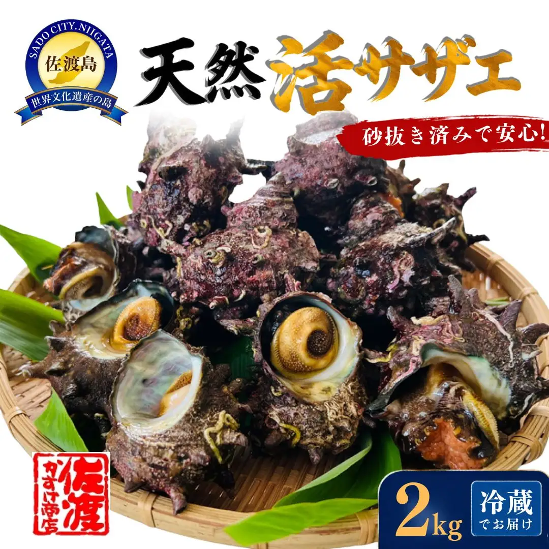 佐渡産 天然活サザエ 2kg