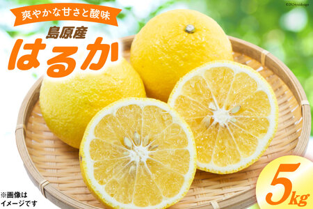 CD020 【令和9年1月中旬から順次発送】森崎果樹園 自慢の はるか 5kg
