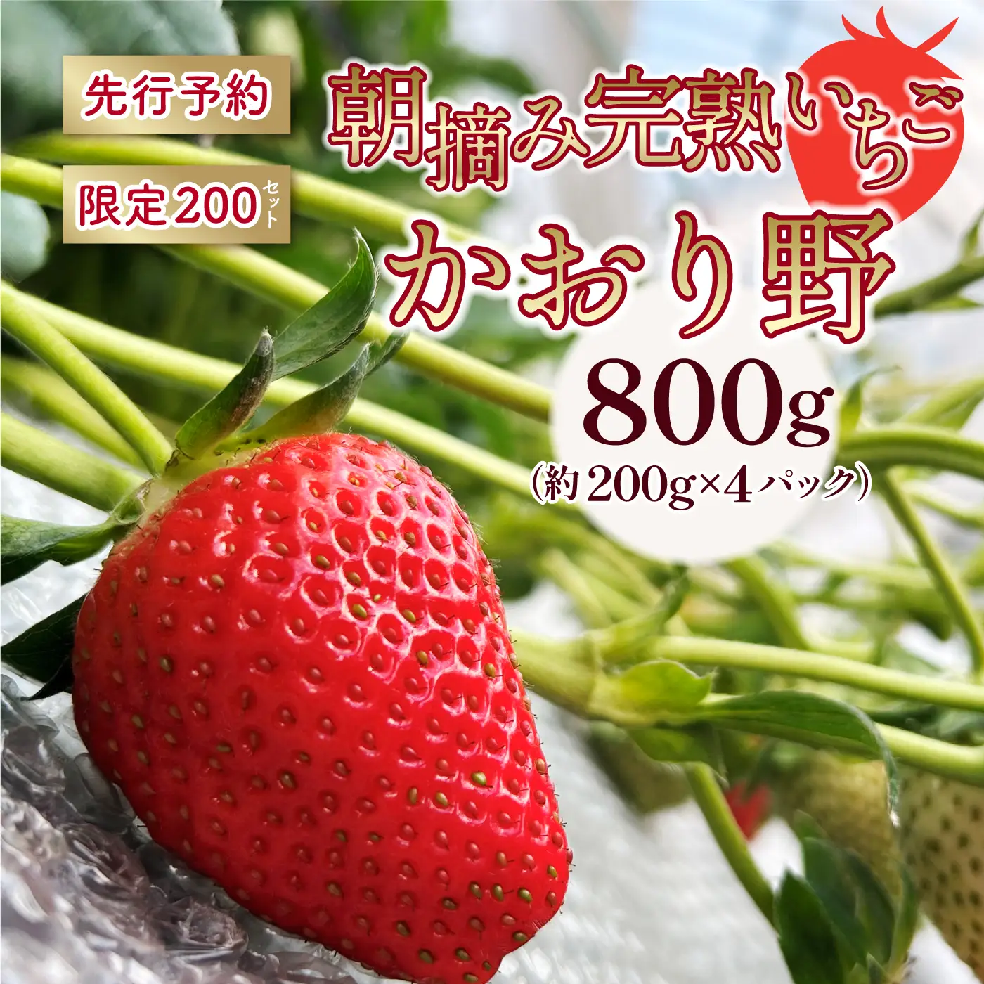 【先行予約】いちご かおり野 合計800g（約200g×4パック） 果物 フルーツ 【2027年1月中旬から順次発送】
