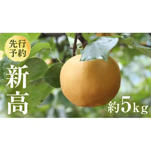 【 2026年9月下旬発送開始 】 茨城県産 梨 新高 （約 5kg ） 6～12玉