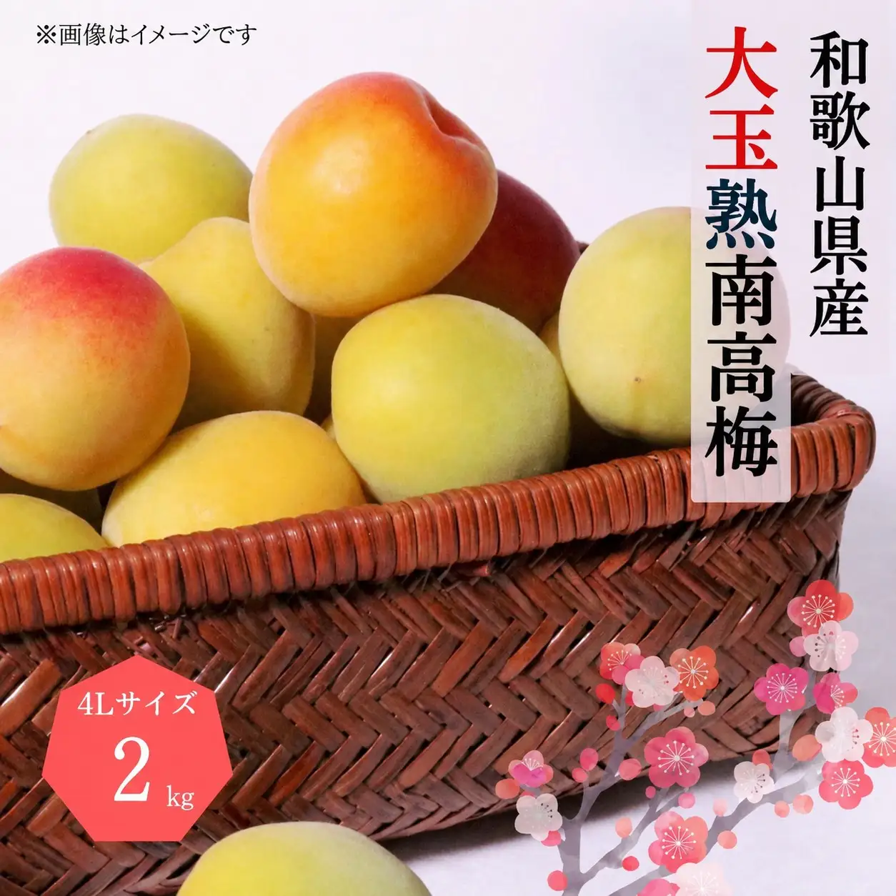 梅【梅干・梅酒用】熟南高 生梅 熟南高 大玉４L秀優混合 ＜2027年6月上旬～7月7日発送予定＞【art023B】