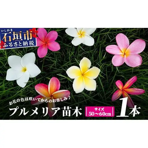 石垣島産 プルメリア苗木1本(50～60cm)　NE-5
