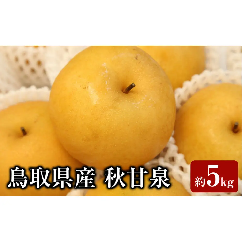 ＜数量限定＞＜2026年9月上旬以降順次発送予定＞鳥取県産 秋甘泉(約5kg) 【鳥取県 境港市】