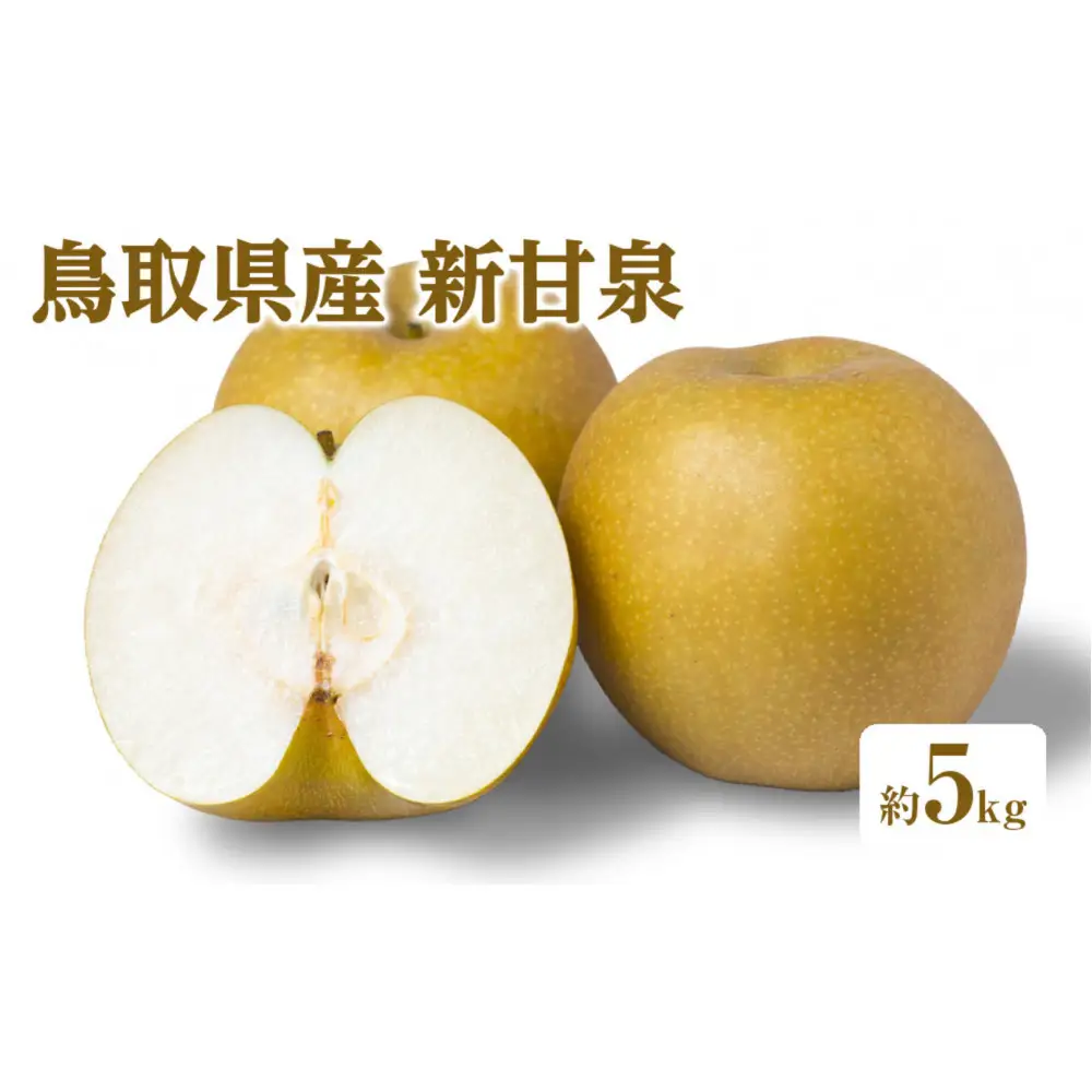＜数量限定＞＜2026年8月下旬以降順次発送予定＞鳥取県産新甘泉(約5kg) 【鳥取県 境港市】