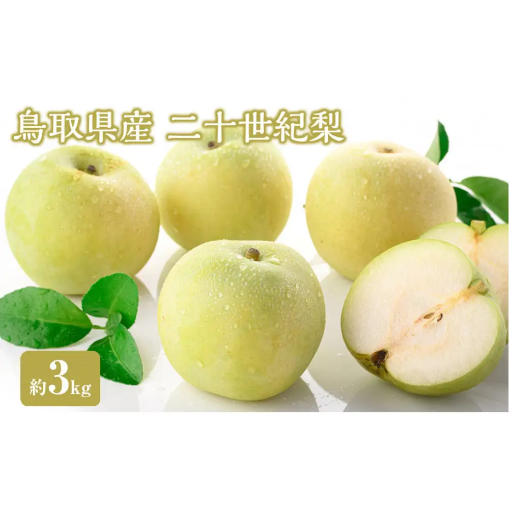 ＜数量限定＞＜2026年8月下旬以降順次発送予定＞鳥取県産二十世紀梨(約3kg) 【鳥取県 境港市】