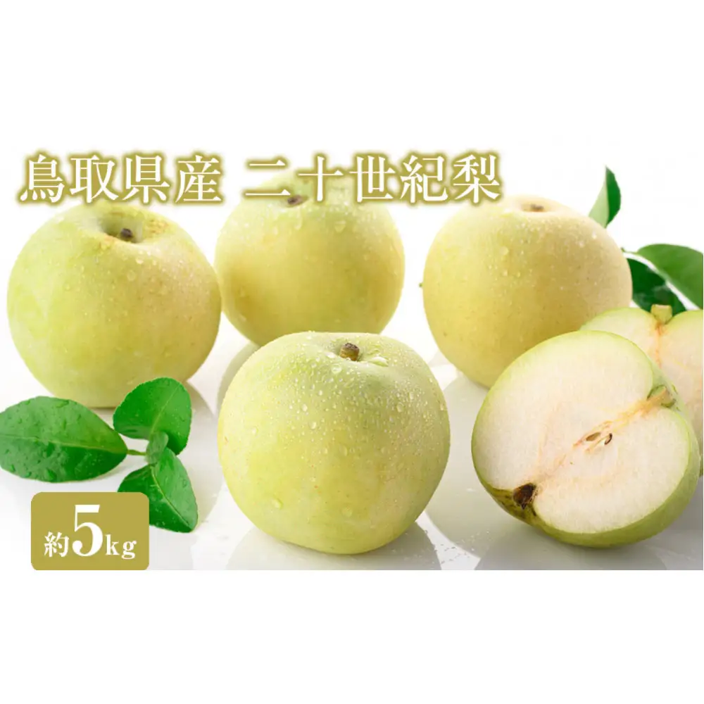 ＜数量限定＞＜2026年8月下旬以降順次発送予定＞鳥取県産二十世紀梨(約5kg) 【鳥取県 境港市】