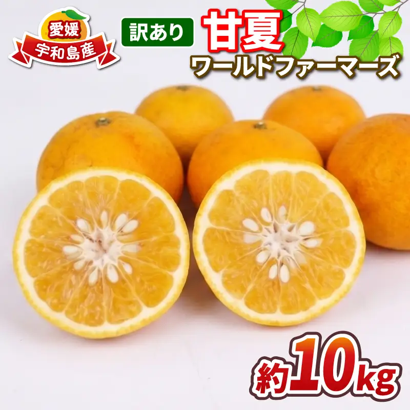 愛媛みかん 訳あり 甘夏 10kg ワールドファーマーズ 先行予約 わけあり 夏みかん 甘夏柑 あまなつ 愛媛ミカン 愛媛蜜柑 訳ありみかん 訳あり蜜柑 訳アリ 訳あり品 mikan 果物 くだもの フルーツ 柑橘 みかん 蜜柑 数量限定 産地直送 国産 愛媛 宇和島 B010-024025