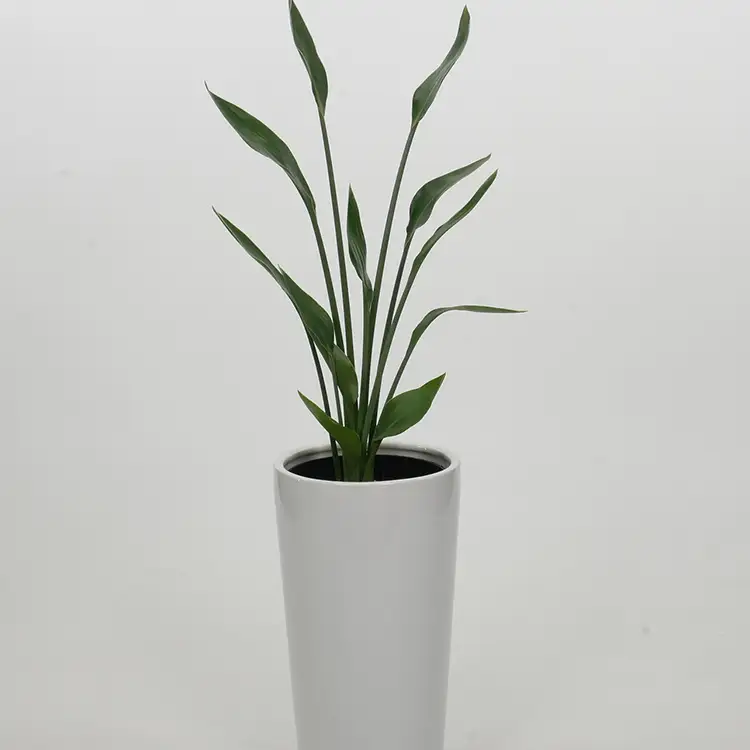 観葉植物 ストレリチアユンケア 陶器鉢付 ホワイト 10.5cmL 1個