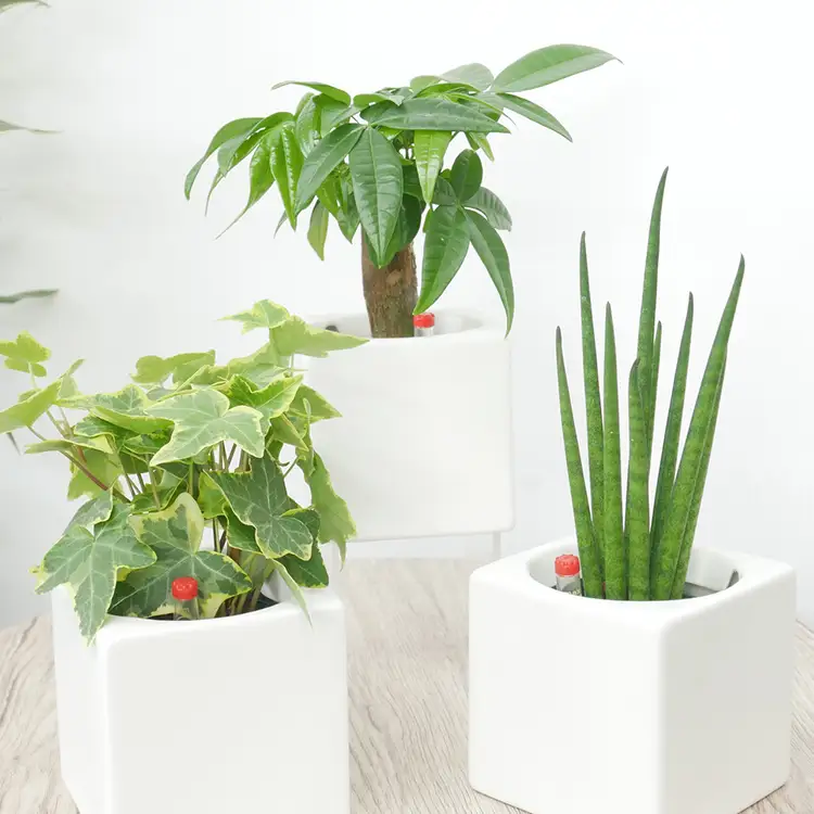 観葉植物 キュートフィット 白角 おまかせ 3個 セット