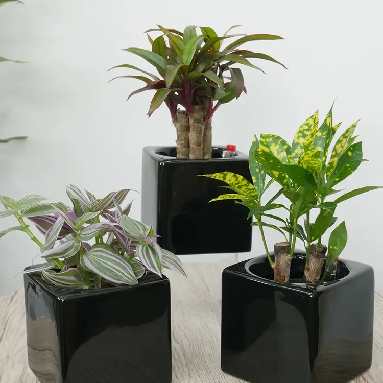 観葉植物 キュートフィット 黒角 おまかせ 3個 セット