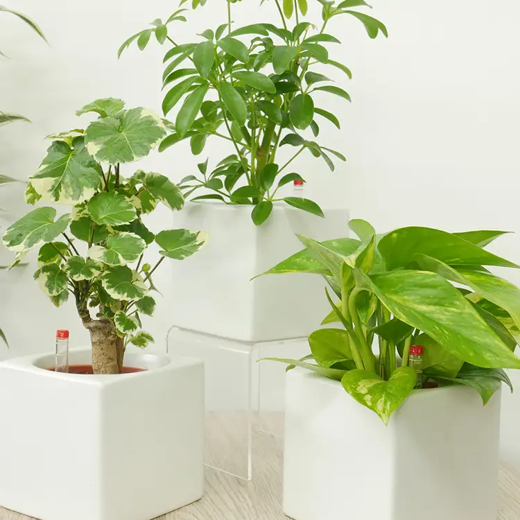 観葉植物 ハイミニフィット 白角 おまかせ 3個 セット