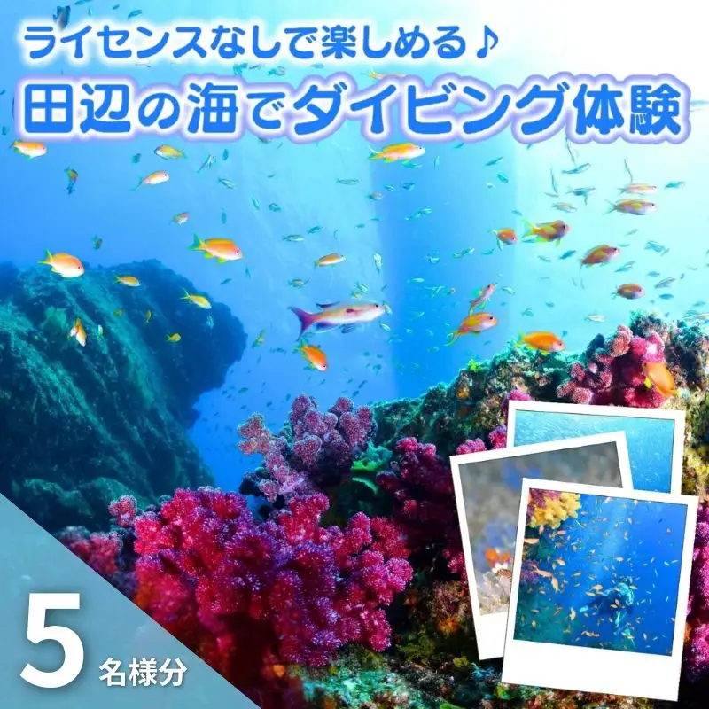 【和歌山 田辺・体験／1ボートダイビング】気軽に水中の世界を体験♪　5名様 / ダイビング スキューバダイビング ファンダイビング マリンスポーツ 体験 旅行 観光 レジャー アウトドア サンゴ 熱帯魚 水中 癒し【tds002-5-1】