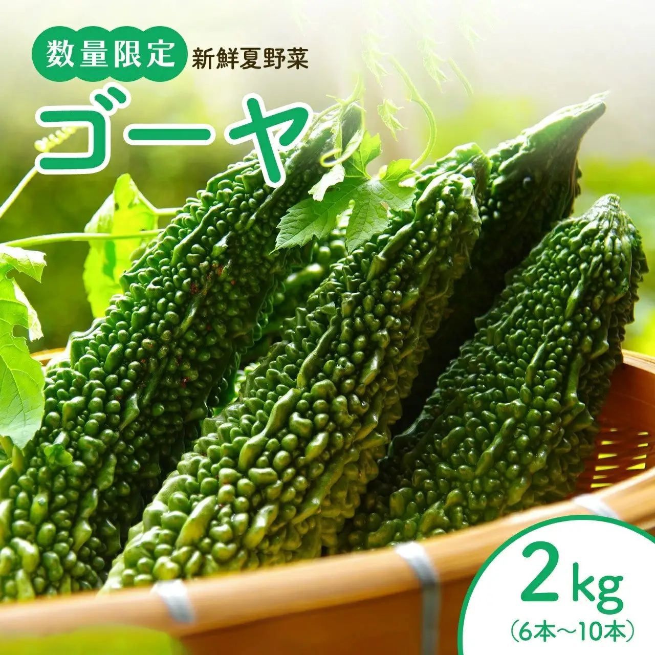 【2026年産】結いの街　新鮮夏野菜野菜！ゴーヤ 2kg |  国産 ゴーヤ 野菜 青果 ごうや 苦瓜 天ぷら 炒め物 ゴーヤチャンプル ゴウヤ 旬 期間限定 夏野菜 鹿児島県 大崎町