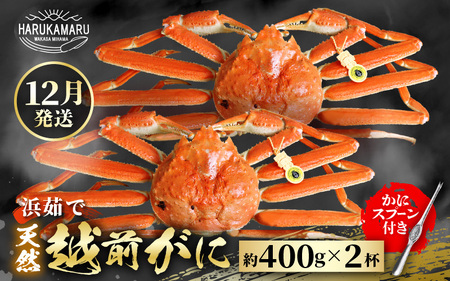 【先行予約】≪浜茹で≫ 地物！天然！はるか丸厳選！越前がに 約400g × 2杯【2026年12月上旬以降順次発送予定】獲れたて！茹でたてをお届けします！[m36-x001_12]