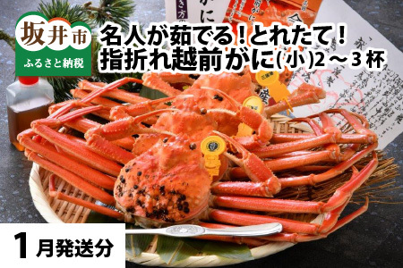 【1月発送】【先行予約】【訳あり】越前がに（小）2～3杯 指折れ 越前ズワイガニ [C-4352_01]