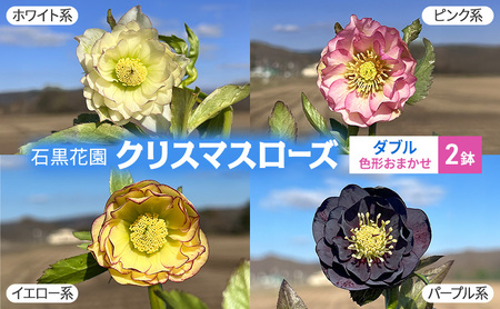 北海道芦別市 石黒花園 クリスマスローズ ダブル 2鉢 色・形おまかせ