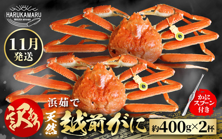 【先行予約】≪浜茹で≫ 地物！天然！はるか丸厳選！”訳あり”越前がに 約400g × 2杯【2026年11月中旬以降順次発送予定】獲れたて！茹でたてをお届けします！[m36-x002_11]
