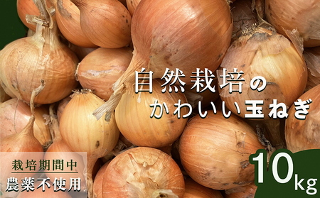 たまねぎ 10kg かわいい玉ねぎ かたもとオーガニックファーム