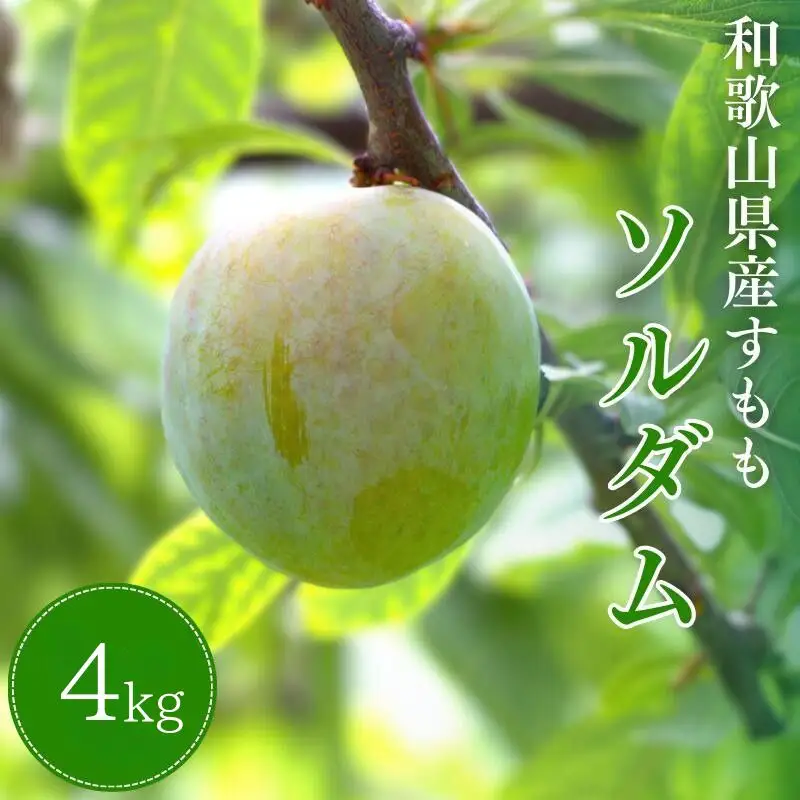 先行予約 すもも（ソルダム）4kg ※6月中旬～7月中旬頃に順次発送予定【期間限定・数量限定・2027/6/20まで】 / スモモ お取り寄せ 期間限定 夏 フルーツ 果物 和歌山県 田辺市 【mtm012】