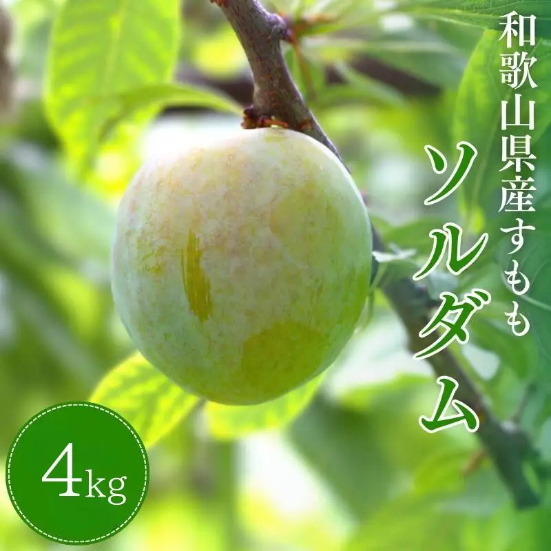 すもも 大石 4kg 【mtm013】