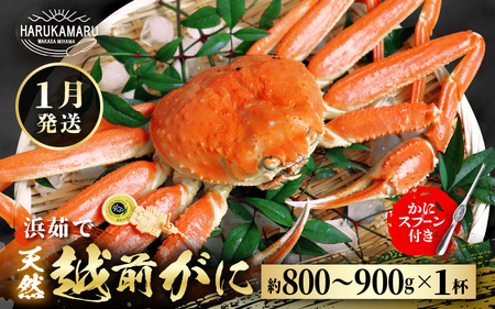 【先行予約】越前がに 約800g～900g × 1杯【2027年1月上旬以降順次発送予定】】獲れたて 越前がに [m36-x003_01]