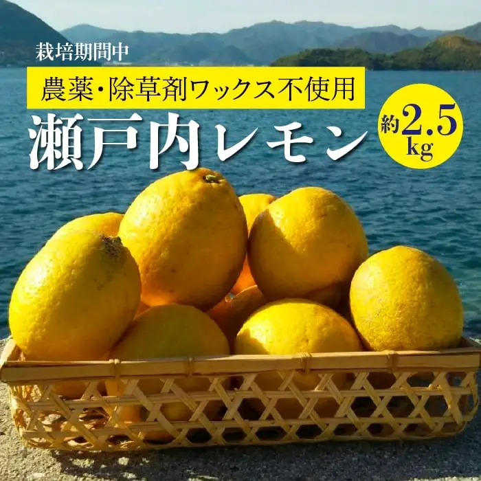 レモン【先行受付】【2026年12月以降発送】【栽培期間中 農薬・除草剤不使用】離島 佐木島！レモン 約2.5kg   広島 三原 佐木島 鷺島みかんじま 017037