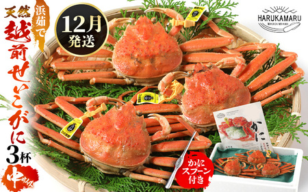 【先行予約】≪浜茹で≫ 天然！越前 せいこがに 中サイズ × 3杯 (生の状態で1杯150g以上)【2026年12月上旬以降順次発送予定】ズワイガニ メス [m36-x007_12]