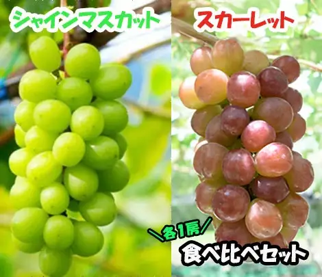 【2026年発送分】赤のスカーレット＆緑のシャインマスカットの食べ比べセット（各１房）　シャイン マスカット ぶどう ブドウ 葡萄 山梨 やまなし フルーツ 果物 新品種 スカーレット 赤ぶどう 食べ比べ セット