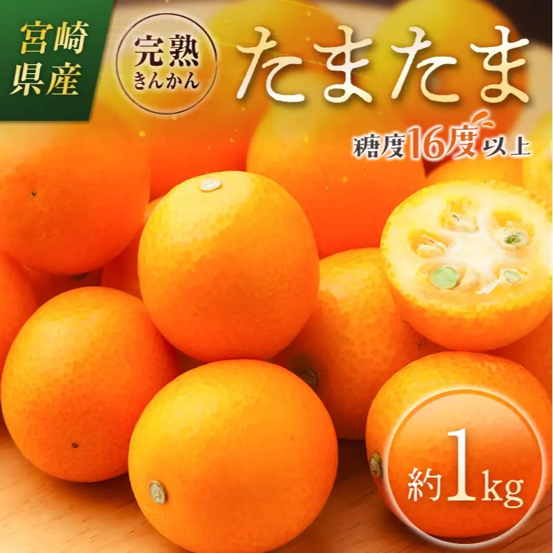 ＜2027年発送＞完熟きんかん「たまたま」約1kg 糖度16度以上 ブランド 金柑 柑橘 宮崎県産