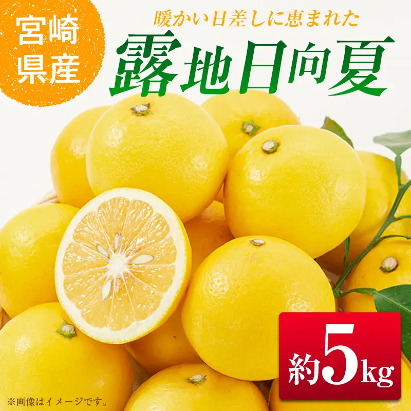 ＜2027年発送＞宮崎県産 露地日向夏 約5kg（満杯詰め）