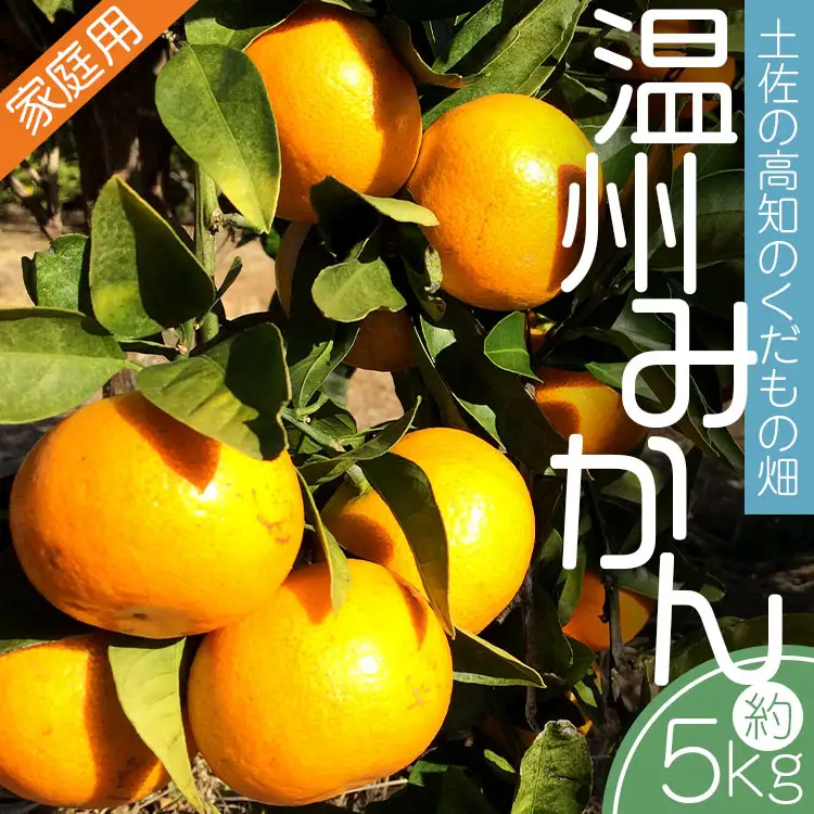 土佐の高知のくだもの畑 みかん(家庭用)5kg 【家庭用みかん みかん狩り 低木みかん 柑橘 ミカン】 kd-0025
