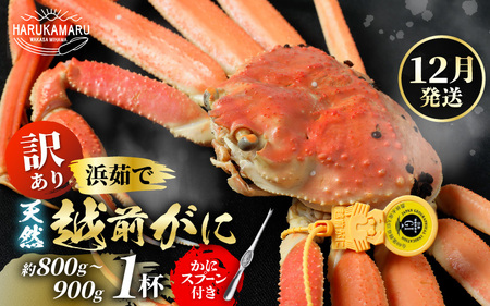 【先行予約】【訳あり】≪浜茹で≫ 天然 越前がに 約800g～900g × 1杯【2026年12月上旬以降順次発送予定】ずわいがに [m36-x004_12]