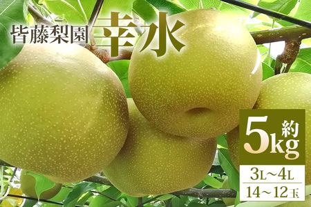 【皆藤梨園】梨 幸水（約5kg/3L～4L/14～12玉）【8月上旬以降発送予定】 75-A