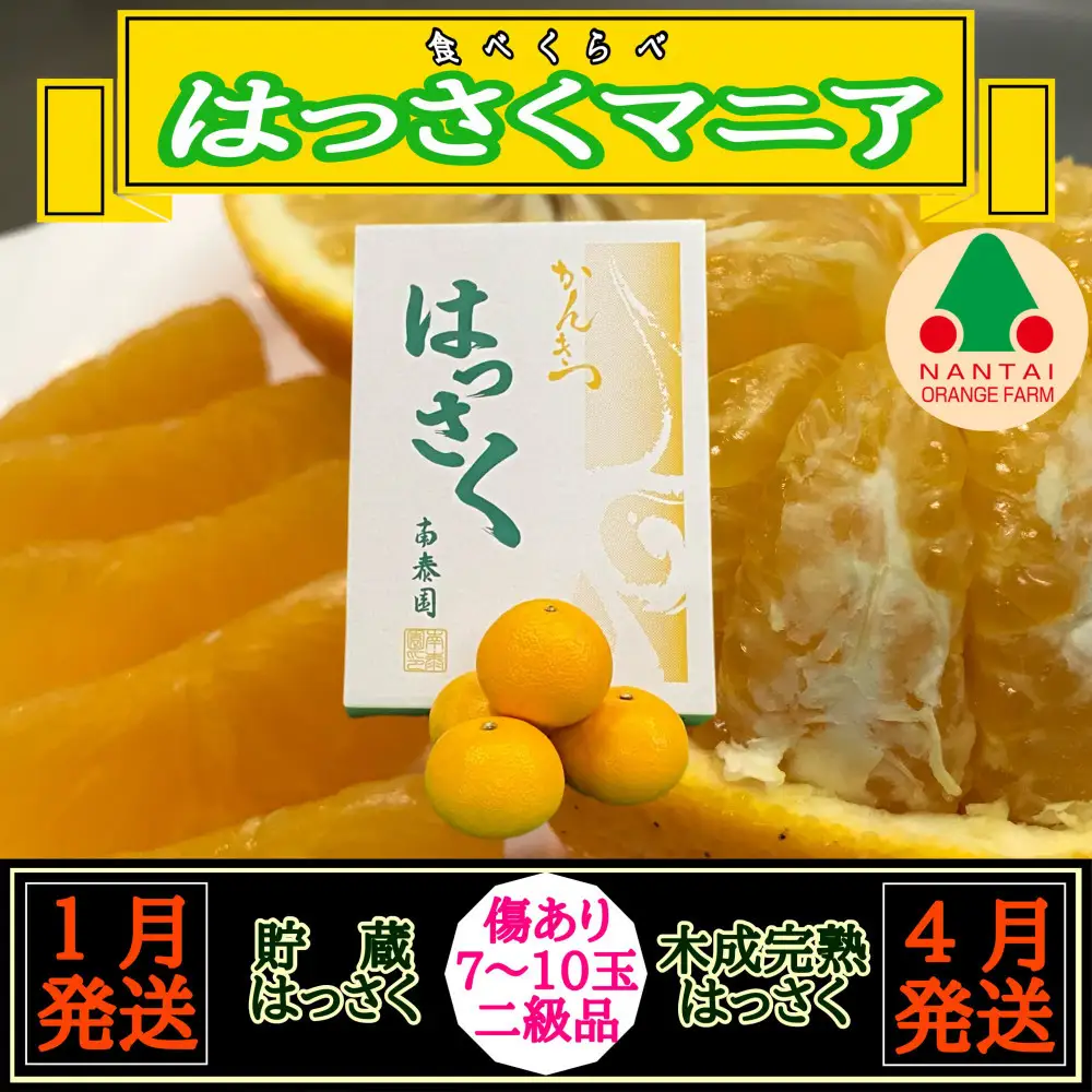 1・4月発送 全2回 定期便 はっさく マニア 貯蔵 ＆ 木成完熟 傷あり 二級品 7 ～ 10玉 化粧箱 和歌山 有田 南泰園
