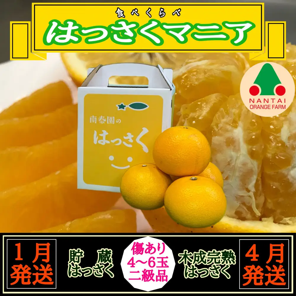 1・4月発送 全2回 定期便 はっさく マニア 貯蔵 ＆ 木成完熟 傷あり 二級品 4 ～ 6玉 手さげ箱 和歌山 有田 南泰園