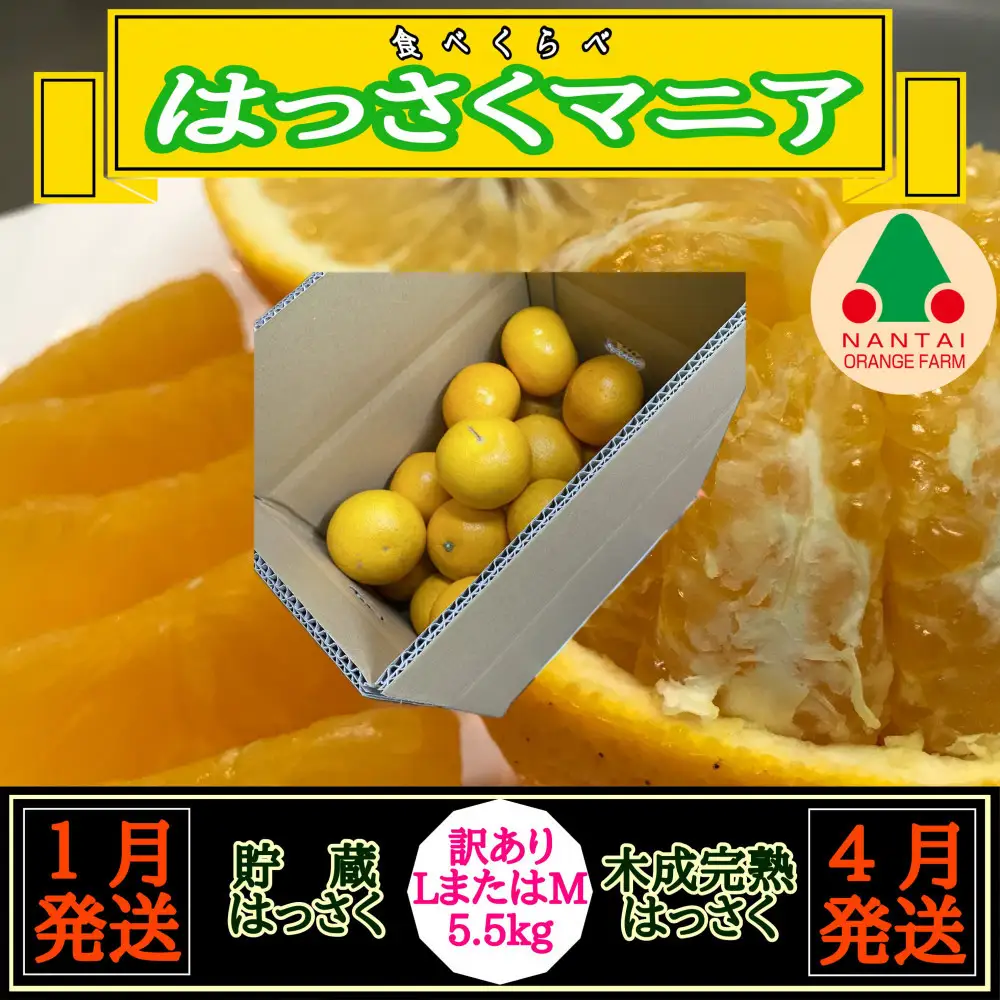 1・4月発送 全2回 定期便 はっさく マニア 貯蔵 ＆ 木成完熟 訳あり傷多め L または M 5.5kg 茶箱 和歌山 有田 南泰園