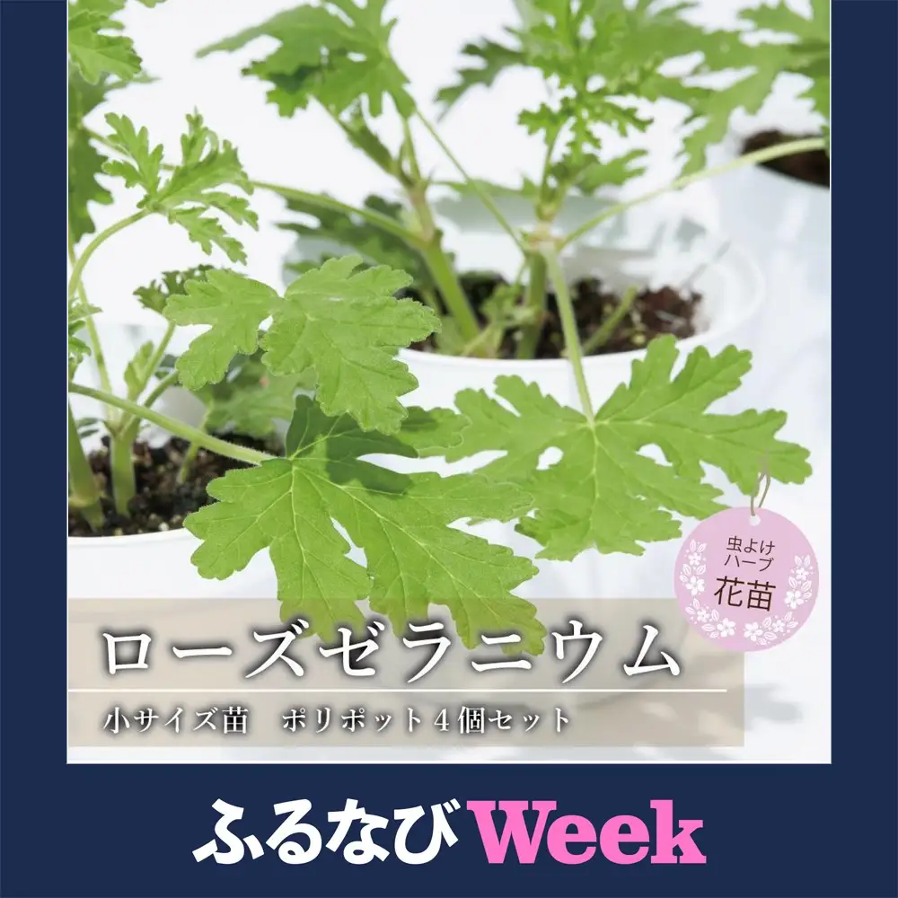 【ふるなびWEEK対象】虫よけ効果 ローズゼラニウム 小サイズ苗 4個セット (ポリポット)