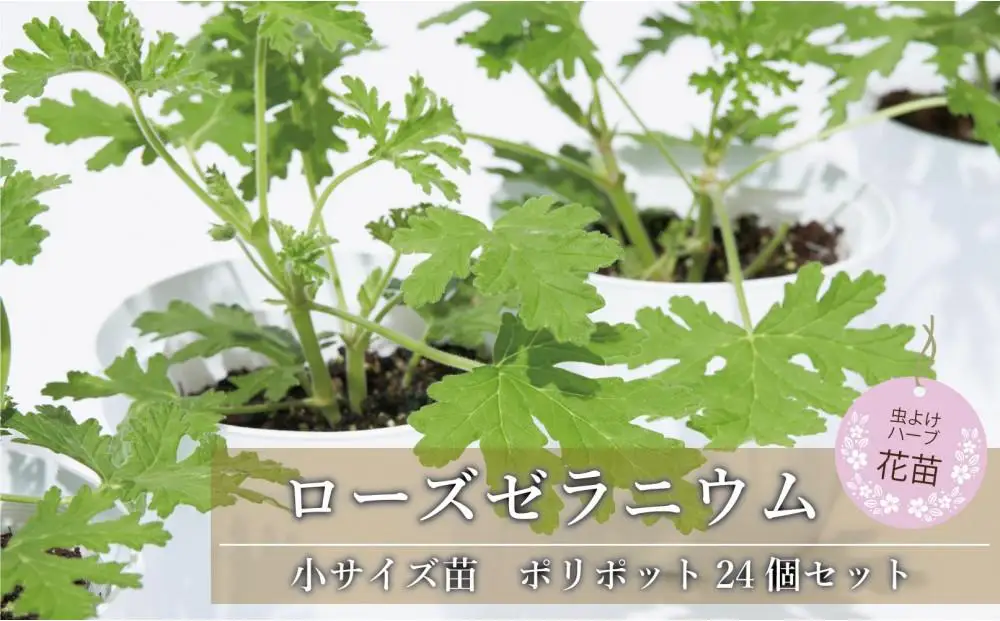 虫よけ効果 ローズゼラニウム 小サイズ 花苗 24個セット (ポリポット) 花苗