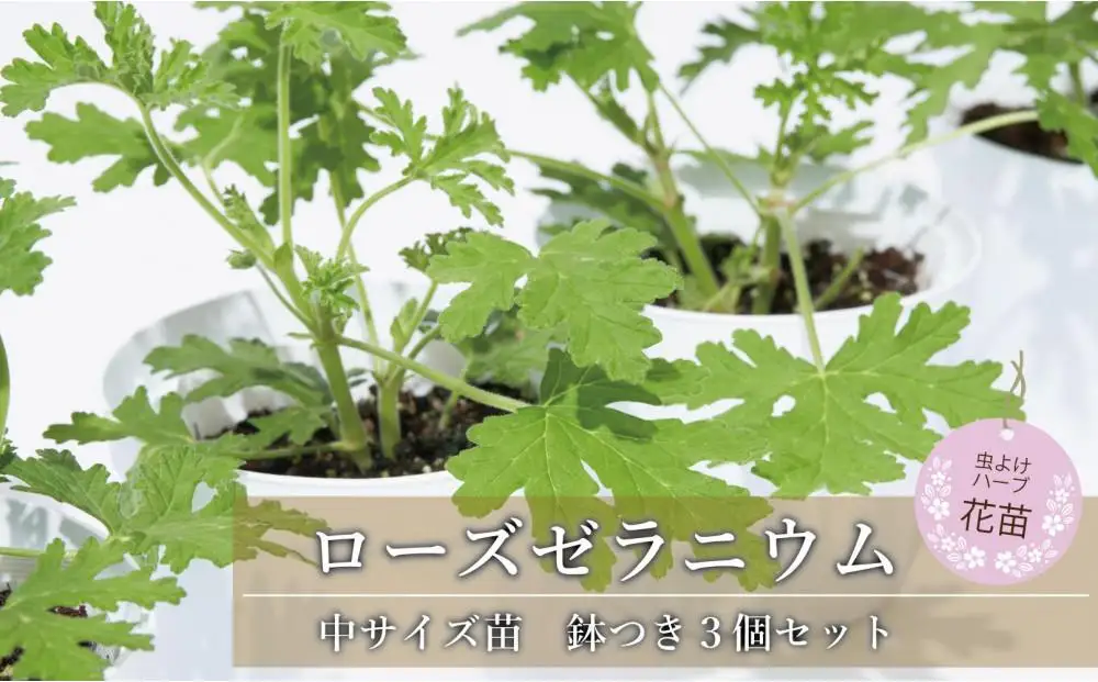虫よけ効果 ローズゼラニウム 中サイズ 花苗 3個セット（鉢つき） 花苗