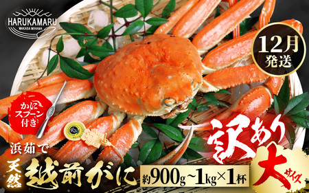 【先行予約】【訳あり】≪浜茹で≫ 天然 越前がに 大サイズ × 1杯【2026年12月上旬以降順次発送予定】ずわいがに ズワイガニ [m36-x006_12]