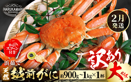 【先行予約】【訳あり】越前がに 大サイズ × 1杯【2027年2月上旬以降順次発送予定】獲れたて 越前がに [m36-x006_02]