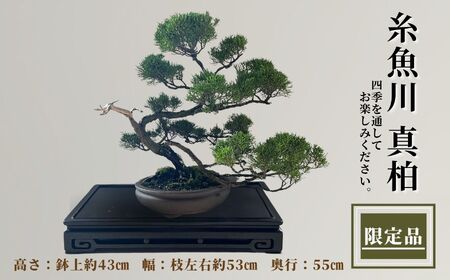 【限定一点】人気の糸魚川真柏 盆栽 現品限り 山採り木 新潟  限定品 商品番号8