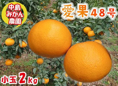 【2027年3月下旬頃から順次発送】 愛果48号 小玉 2kg 愛媛県 中島産 |あいか 家庭用 高級 蜜柑 ミカン みかん ジューシー 甘い 柑橘 人気 お取り寄せ 期間 数量 限定 愛媛 松山【NM0161】